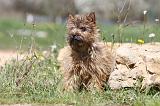 CAIRN TERRIER 241